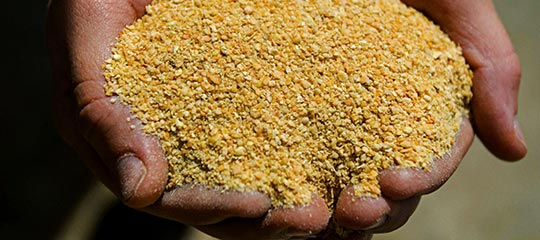 U.S. Soybean Meal Provides More Energy