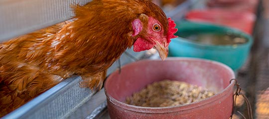 U.S. Soybean Meal’s Amino Acid Profile Best Promotes Digestibility for Poultry
