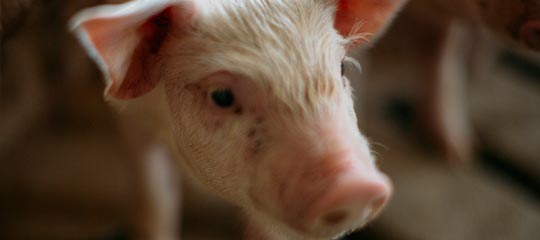 U.S. Soybean Meal’s Amino Acid Profile Best Promotes Digestibility for Swine