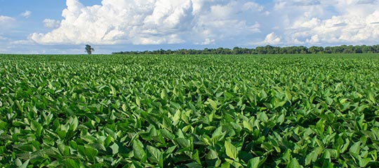 U.S. Soy’s Well-Earned Reputation for Sustainability